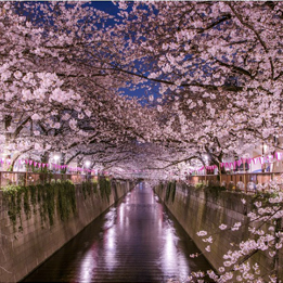 Cherry Blossom (Japan) 